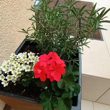شقة Sandra -private Parking And Garden زادار